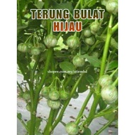 Terung Bulat Hijau /Terung Ulam/Terung Kecil**Biji benih 15 pcs