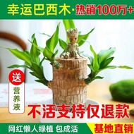 新鲜的植物 【带芽发】巴西木幸运木水培植物开花盆栽花卉绿植室内好养易活