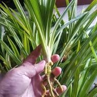 BENIH  PANDAN / BENIH DAUN PANDAN / PANDAN LEAVE / ANAK POKOK PANDAN