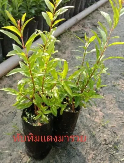 ต้นทับทิม1ถุงดำ1ต้น