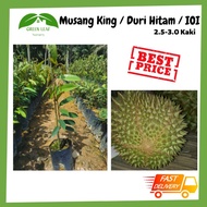 Green Leaf Nursery - 2.0Kaki /Anak Pokok Musang King/Duri Hitam/Black Thorn /101