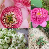 3-color lotus combo shipped to the North