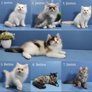 KUCING KITTEN PERSIA ANGGORA HIMALAYA [TERBARU[TERLARIS[ORIGINAL[ASLI]