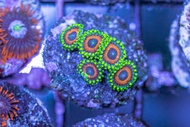 Eagle eye zoanthids กระดุมอีเกิ้ลอาย เพาะพันธุ์ในระบบปิด ตกแต่งตู้ปลาทะเล สวยงาม ตู้ปลาทะเล 1 ชิ้น