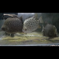 ikan kiper..seze 4jari full air tawar