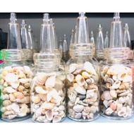 Children's Sea Shells for Handmade Decorations DIY Epoxy Resin Products - Truong Thinh Epoxy Epoxy R