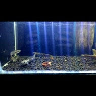 ikan channa asiatica ws pure