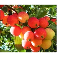 Eight-Sided Begonia Fruit Tree Seedlings Begonia Plant Garden Planting  Large Autumn Fruit Seedlings