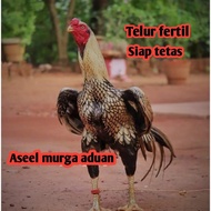 telur ayam bangkok aseel aduan