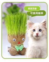 全城熱賣 - 萌趣長草娃娃小盆栽，創意綠植易養活，增添生活情趣，打造溫馨居家環境