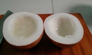 Bibit Tanaman Kelapa Kopyor super
