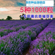 Lavender Seeds Four Seasons Sowing Potted Lavender Vanilla Seeds Flower Seeds Pa現貨薰衣草种子四季播盆栽薰衣草香草种子花