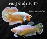 ปลากัดหูช้างทอง ชุดเพาะพันธุ์ ตักสุ่มในคอก