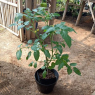 PROMO 3 BIBIT TANAMAN TOMAT APEL / TOMAT SAYUR SIAP TANAM CEPAT BERBUAH BIBIT TOMAT APEL