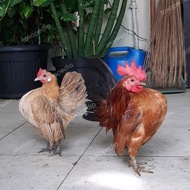 AYAM HIAS (CHOCIN/SERAMA/KATE/KATE CEPER/BATIK/KAPAS/JAMBUL/CHAMOIS)