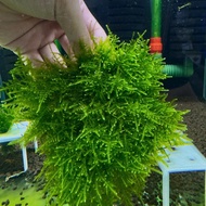 Rêu mini taiwan chuyên trang trí hồ thuỷ sinh