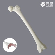 【Special offer】 Simulated Bone Of Femur Sawbones Pseudobone Workshop Preoperative Practical Training