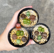 Cute Lithops Plant Combo 4pcs Live plant 生石花屁屁花4颗