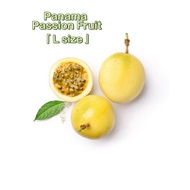 (L size=11pcs/kg) Panama Golden Rose Passion Fruit 100% Sweet Vitamin C Local Farm Buah Markisa Kuni