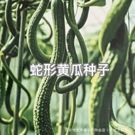 Snake-Shaped Cucumber Seeds Snake Cucumber Gherkin Juicy Delicious Making Salad Fruit Cucumber Seeds