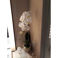 Bunga Anggrek Pot Putih, Ungu/Anggrek Hidup Segar
