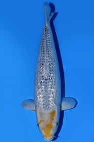 Ikan Koi Import Jepang Golden Corn Taniguchi 50 cm