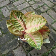 Aglaonema Moonlight