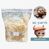 Shiitake mushroom embryos 1.2kg 2.5kg, evenly grown shiitake mushroom variety - 3C Farm