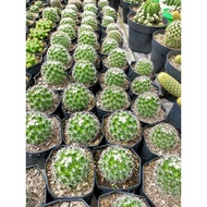 Unique cactus,/ cactus, ownroot, mini cactus,/ ornamental plant, cactus plant