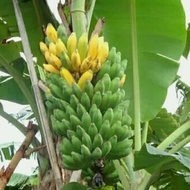 bibit pisang raja bulu