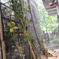 Anggrek Besi Violaceoflavens Jungle 2.5 Meter