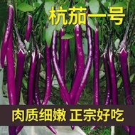 Spring Eggplant Line Eggplant No. 1 Eggplant Seed Fuchs Long Eggplant Early Ripe High-Produced Sprin