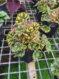 ต้นบีโกเนีย "ไทเกอร์" Begonia tiger เป็นพืชอวบน้ำ ไม้ฟอกอากาศ ใบลวดลายสวยงาม ชอบแดดรำไร ให้น้ำปานกลาง ถุงขนาด 4-5"