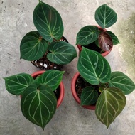 T01 ANTHURIUM KUPING GAJAH HU / KING OF SPADES