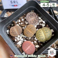 Lithops Pot 5 Colours Live Lithops Mother Plant Combo Species 母本玉生石花