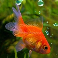 Ikan Mas Koki Merah | ikan hias air tawar aquarium aquascape murah