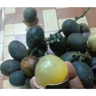 pokok matua/ longan brazil/ longan kristal