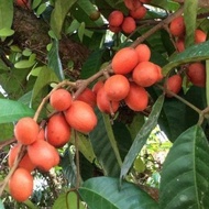 Pokok Buah sekiat kiat Sekiyat Khiyat kiyat sekiyak pokok nadir real plant