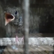 Burung Srdc ORI Bali Trotol Jantan lolohan