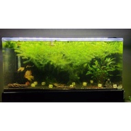 Rumpai Air Hornwort Channa