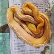 Ular Retic Golden Child GC Albino
