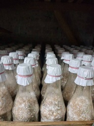 Bibit Jamur Kuping F2