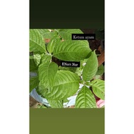 pokok ketum ayam....