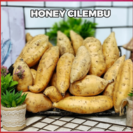 UBI MADU CILEMBU / HONEY CILEMBU / CAMERON HIGHLANDS [RANDOM SIZE] FRESH