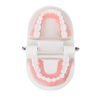 ทันตกรรมฟันปลอมรุ่น 28 ชิ้นมาตรฐานผู้ใหญ่ฟันรุ่นเครื่องมือการสอนทางการแพทย์