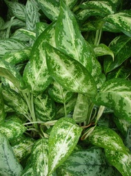 Aglaonema Vommutatum 'Pseudobracteatum' (Lush) with FREE plastic pot, pebbles and soil. Real Plants not Seeds / Indoor Plant / Plants for Sale