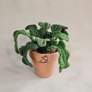 白魚骨令箭-手作編織植物