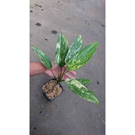 Sindo -  Radiant Charm  Variegated Aglaonema Simplex - A Stunning Indoor Plant to Elevate Your Space