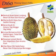 Durian Musang Queen/Tekka/D160(Anak Pokok)