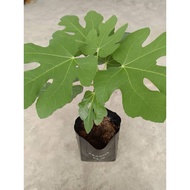 ANAK POKOK TIN / POKOK BUAH TIN / FIG TREE / POKOK TIN 🌱